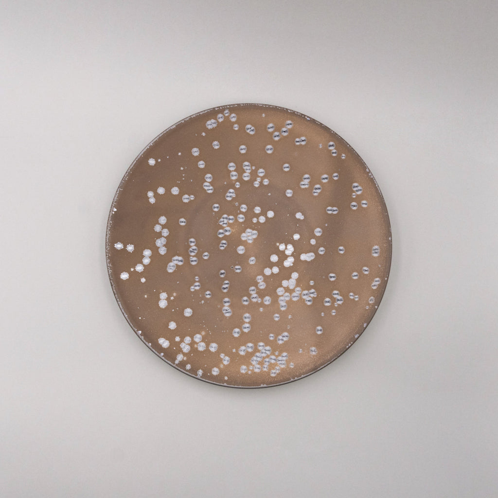 Kinrei Plate, 24.5cm